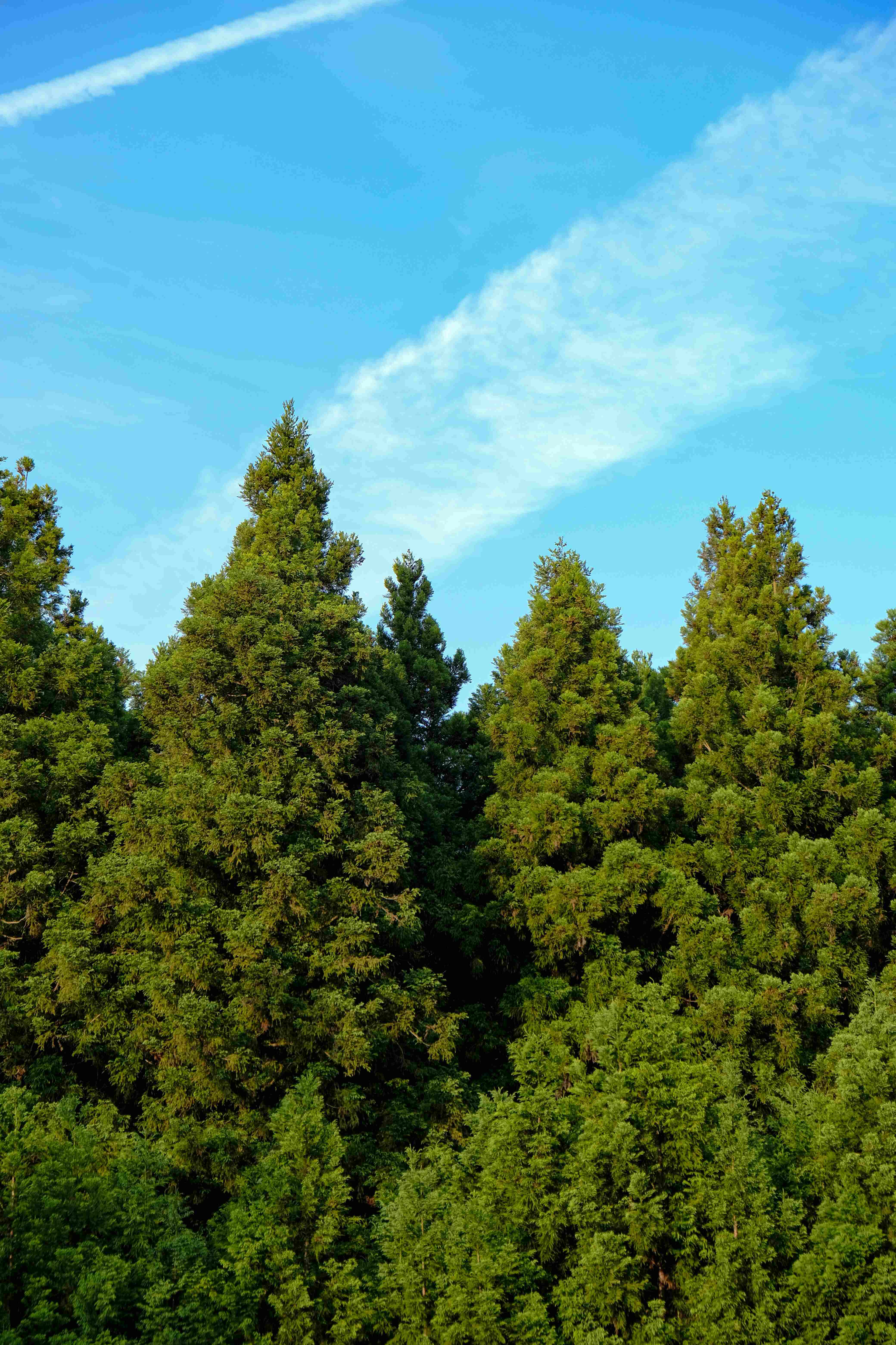 Socks that Plant Trees